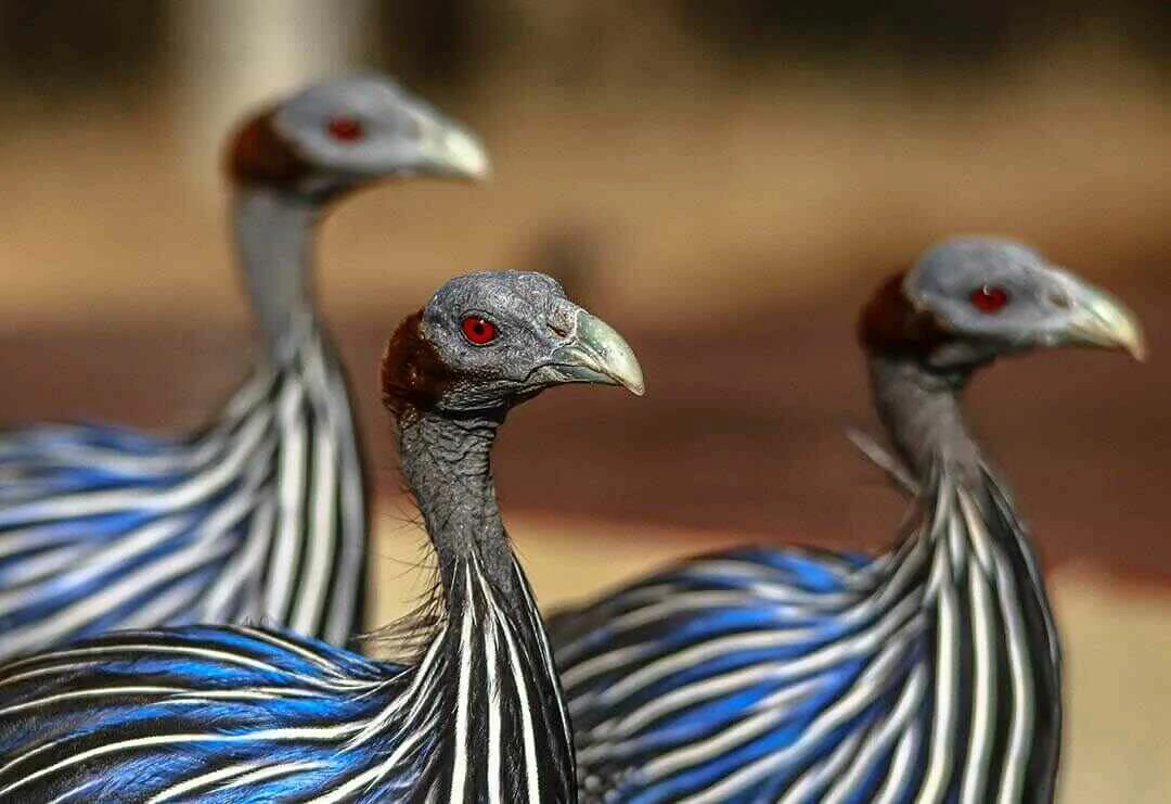 Vulturine guineafowl